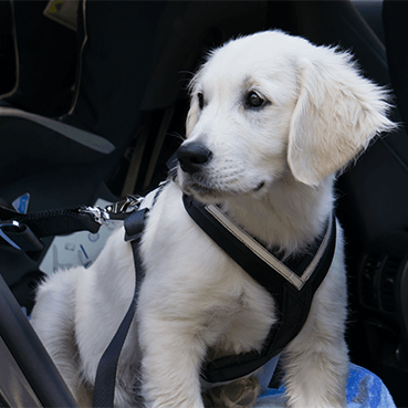 Autofahren mit Hund: So sicherst du deinen Hund I tierisch wohnen