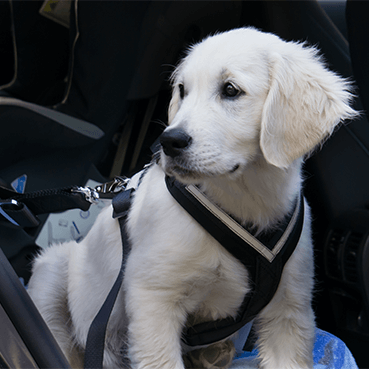 https://www.tierisch-wohnen.de/wp-content/uploads/2019/05/Hund-im-Auto-sichern.png