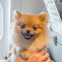 Hund im Flugzeug Handgepäck