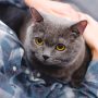 Graue Katze sitzt auf dem Schoß einer Frau