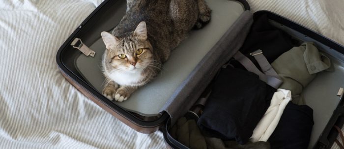 Eine Katze sitzt in einem aufgeklappten Reisekoffer