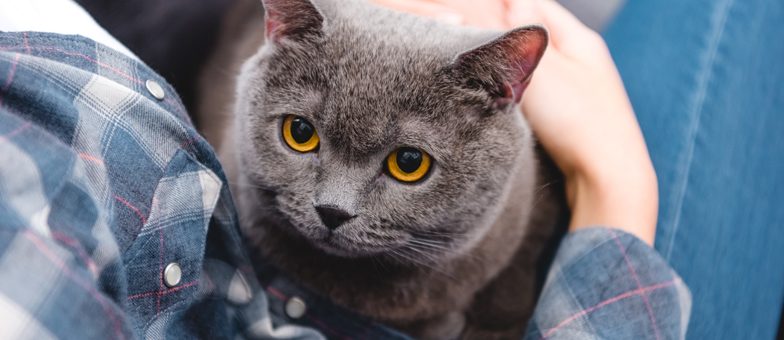 Eine graue Katze sitzt auf dem Schoß ihres Besitzers.