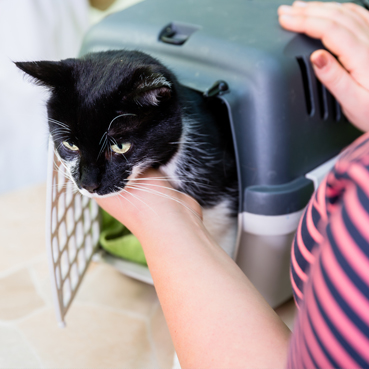 Katze Abgeben Wegen Urlaub