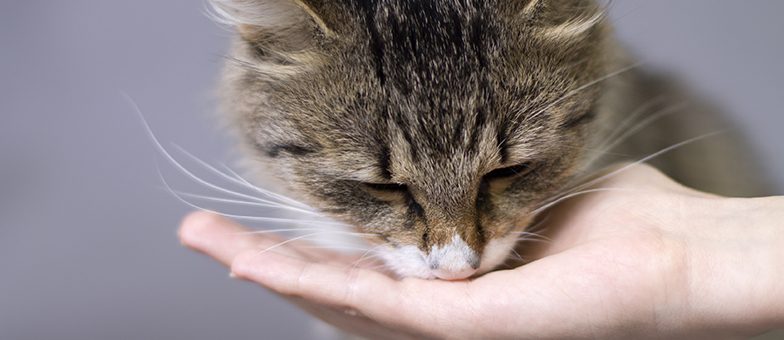 Warum Frisst Meine Katze Plötzlich So Viel