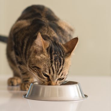 Junge Katze Lässt Sich Nicht Anfassen