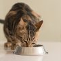 Eine getigerte Katze frisst aus einem silbernen Napf.