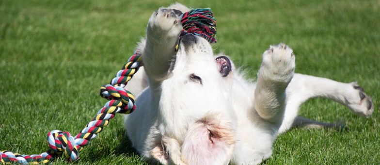 Hund mit Tau im Garten.