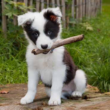Hund im Garten glücklich