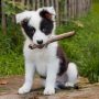 Hund im Garten glücklich