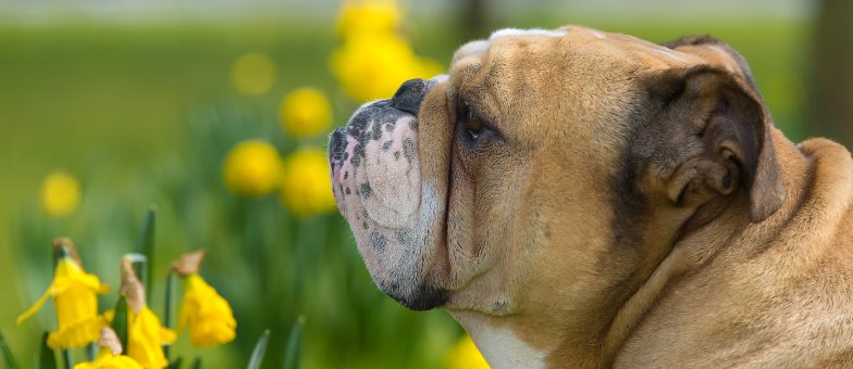 Giftige Pflanzen für Hunde