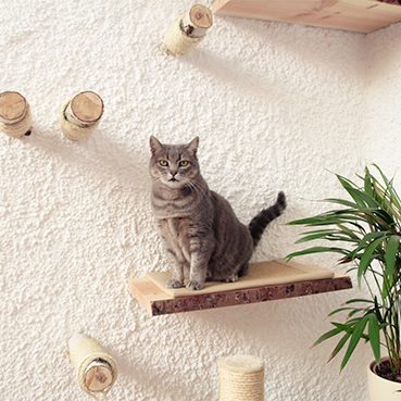 Eine Katze sitzt auf einer Holzplatte einer selbstgebauten Kletterwand.