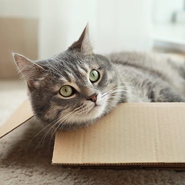 Eine graue Katze liegt in einem Pappkarton.