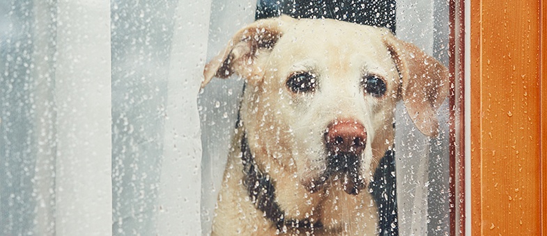 Dein Hund hat Angst vor Gewitter