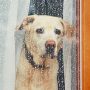 Ein Hund sitzt vor einem Fenster, das mit Regentropfen bedeckt ist, und blickt nach draußen.