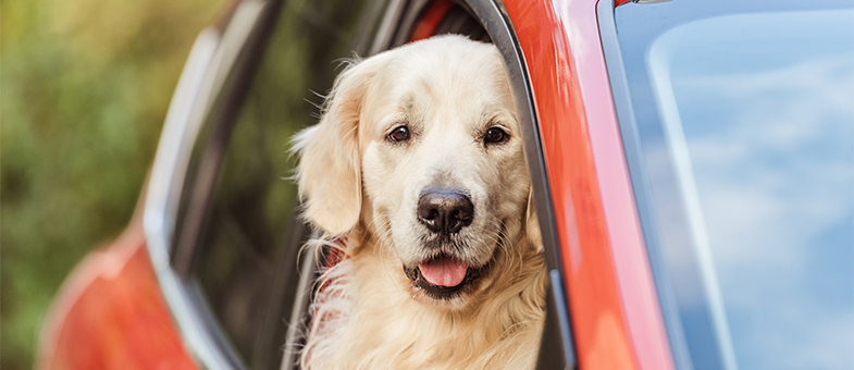 So vermeidest du den Hundegeruch im Auto