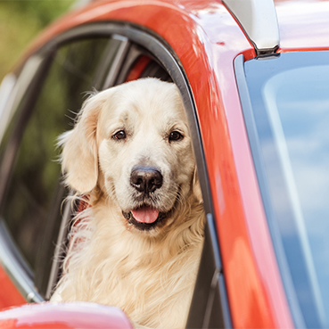 Tiergeruch aus dem Auto (Autositz, Polster) entfernen