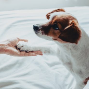 Hund Verliert Viele Haare