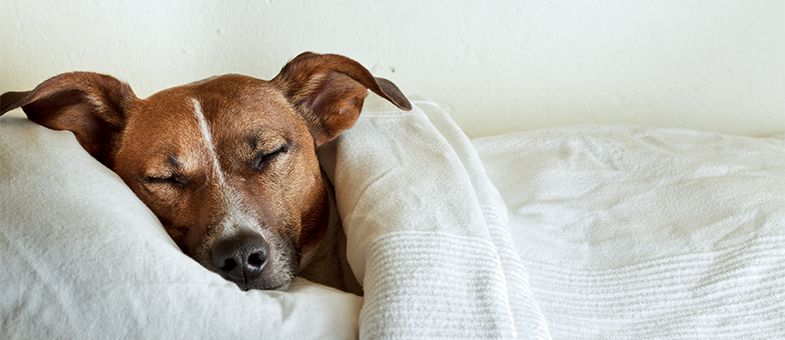 Hund verhält sich wie ein Mensch