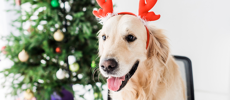 Hund Schokolade Weihnachten