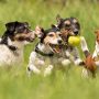 So findest du eine gute Hundeschule