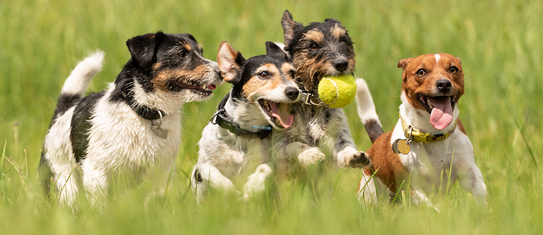 Richtige Hundeschule finden