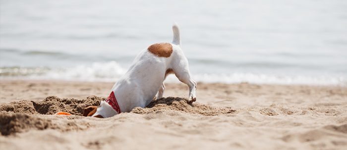 Warum hat mein Hund eine trockene Nase? tierisch wohnen