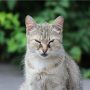 Eine graue Katze sitzt mit mit zusammengekniffenen Augen im Grünen.
