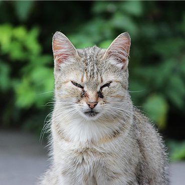 Eine graue Katze sitzt mit mit zusammengekniffenen Augen im Grünen.