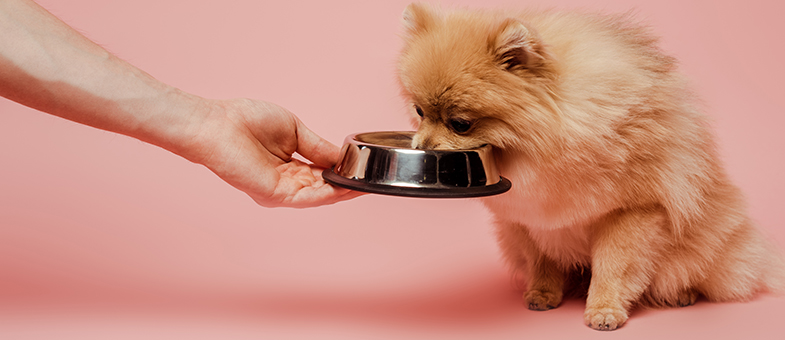 Hundekekse glutenfrei selbermachen