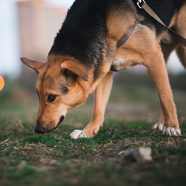 Ein Schäferhund schnuppert im Gras.