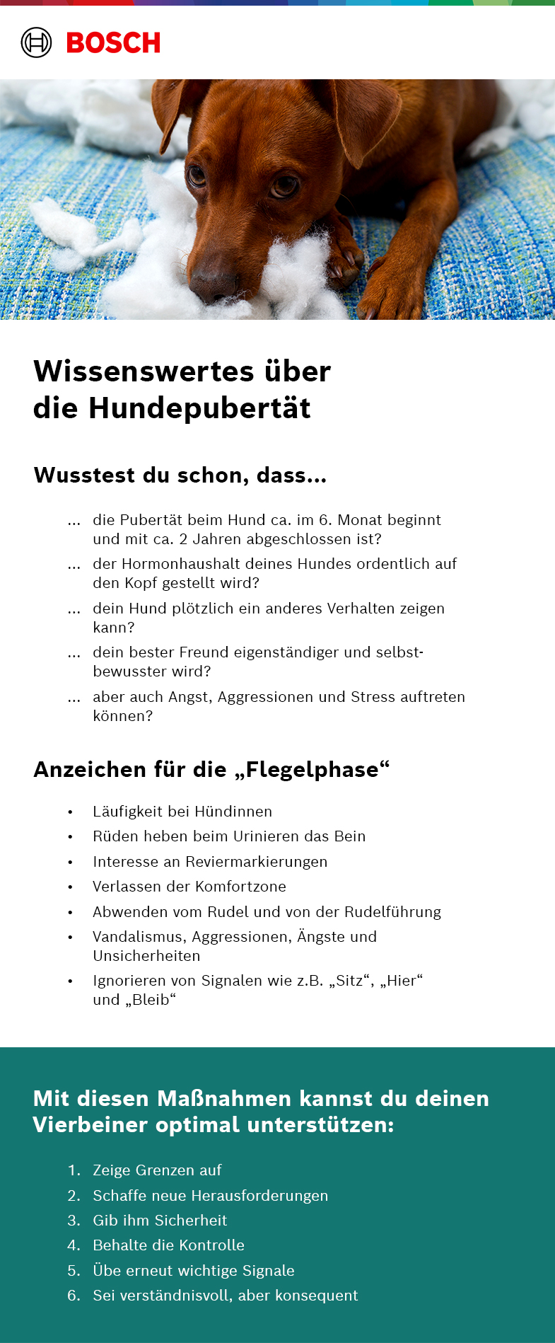 Wissenswertes über die Hundepubertät