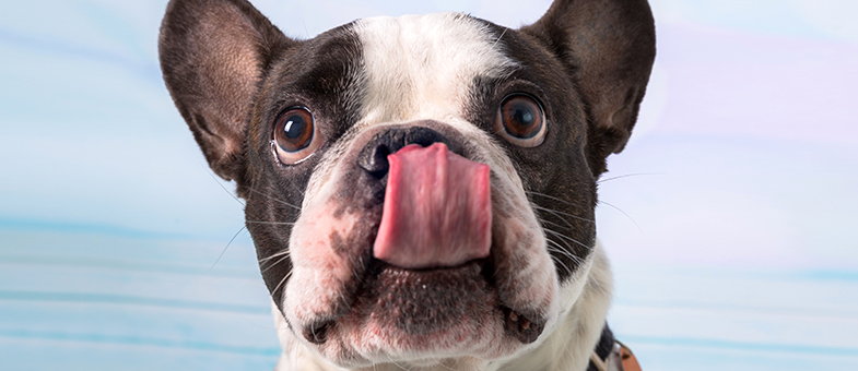 Hund streckt Zunge raus.