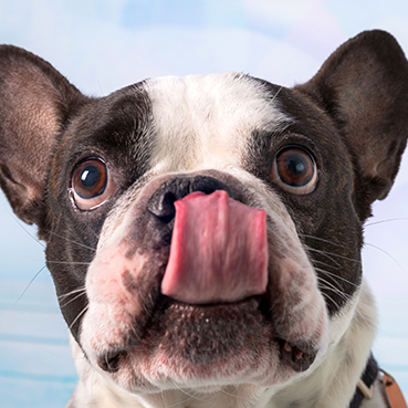 Hund streckt Zunge raus.