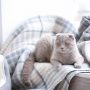 Eine hellgraue Katze liegt auf einer hell-gemusterten Decke.
