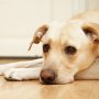 Ein Hund liegt mit ausgestreckten Vorderpfoten auf dem Boden und hat den Kopf auf den Boden gelegt.