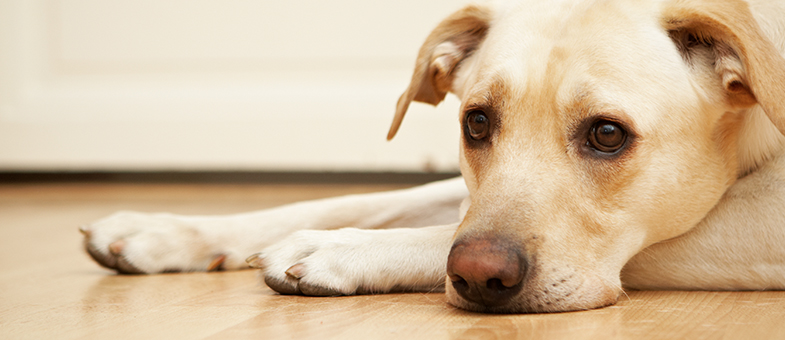 Blasenentzündung beim Hund erkennen