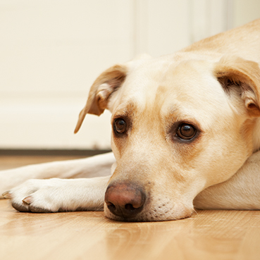 Ein Hund liegt mit ausgestreckten Vorderpfoten auf dem Boden und hat den Kopf auf den Boden gelegt.