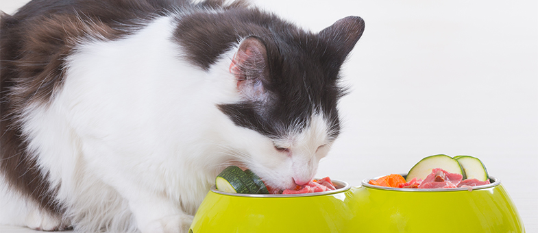 Rohfütterung der Katze: Alles rund ums Barfen bei Katzen