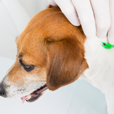 Zecken beim Hund entfernen leicht gemacht