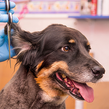 Einem Hund werden Haare beim Hundefriseur geschnitten.