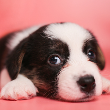 Ein Hundewelpe vor pinkem Hintergrund