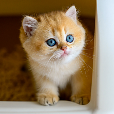 Eine helles Katzenbaby schaut aus dem Katzenklo heraus.