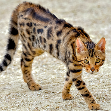 Eine Savannah-Katze streift umher.