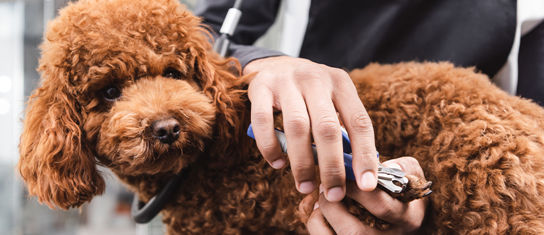 Zu einem Besuch beim Hundefriseur gehört auch das Krallenschneiden.