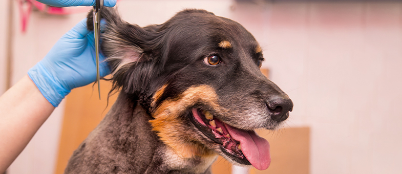 Einem Hund werden beim Hundefriseur die Haare geschnitten.