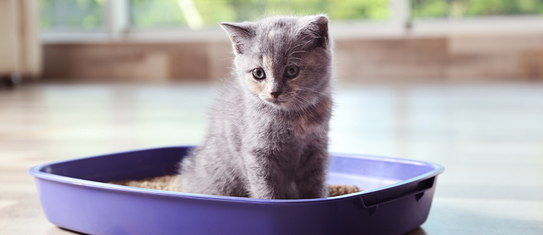 Eine kleine Katze sitzt in einem lilafarbenem Katzenklo