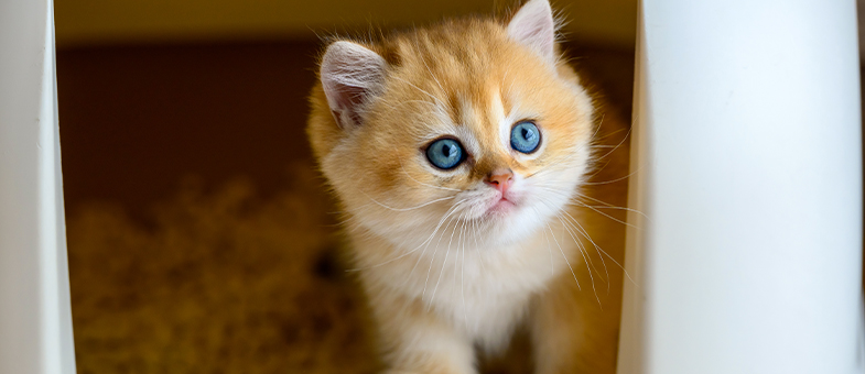 Eine kleine Katze schaut aus einem Katzenklo
