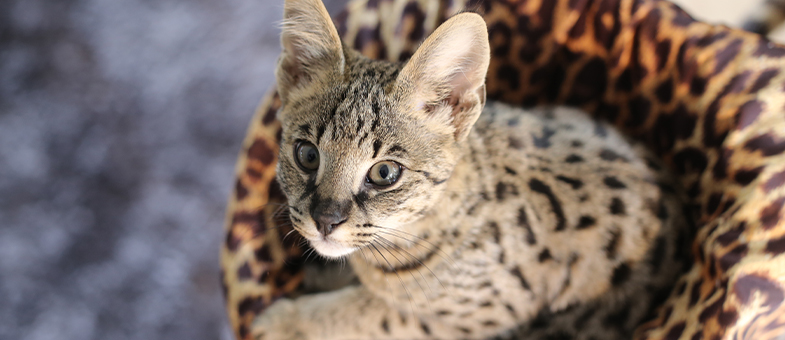 Eine kleine Savannah-Katze sitzt in einem Körbchen.