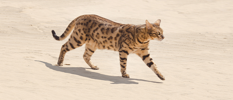 Eine Savannah-Katze streift über Sand.
