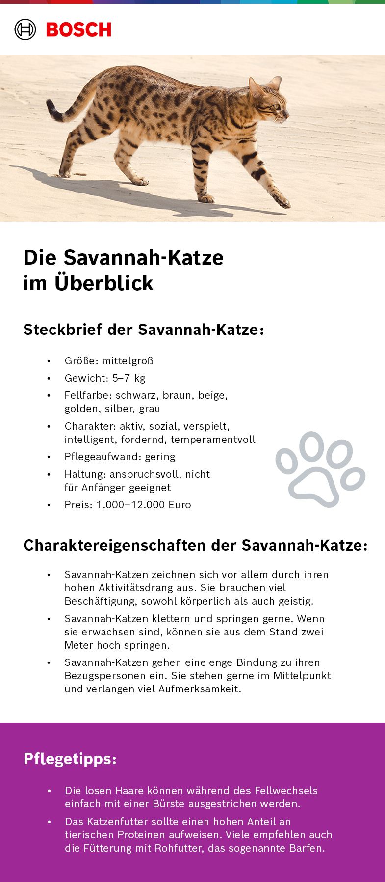 Info-Grafik Savannah-Katze